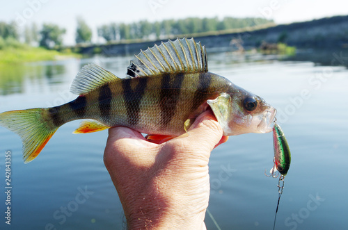 river perch photo