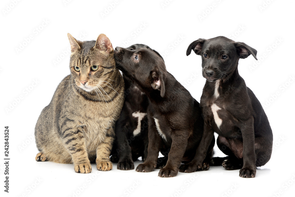 Studio shot of three cute Mixed breed dog puppy and a cat