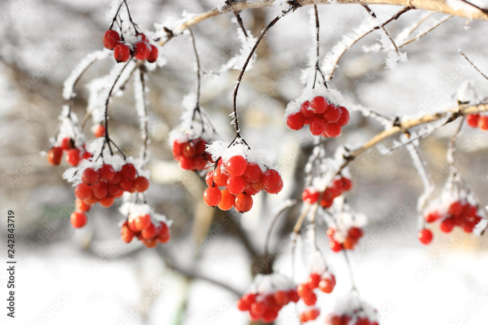 Viburnum In The Snow. Beautiful winter Viburnum In The Snow. Beautiful winter