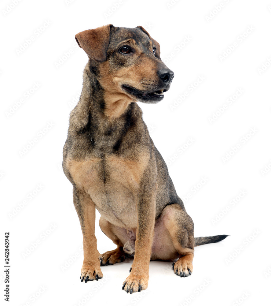 Studio shot of an adorable mixed breed dog Studio shot of an adorable mixed breed dog