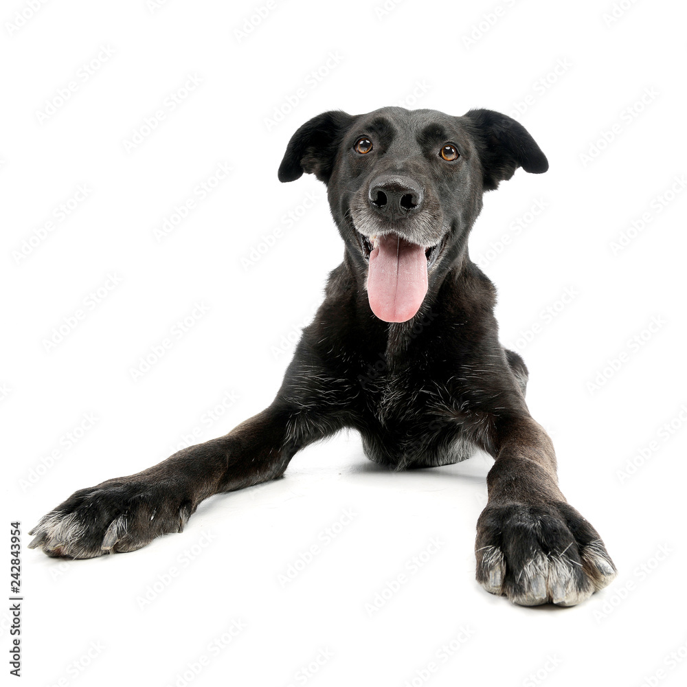 Wide angle shot of an adorable mixed breed dog Wide angle shot of an adorable mixed breed dog