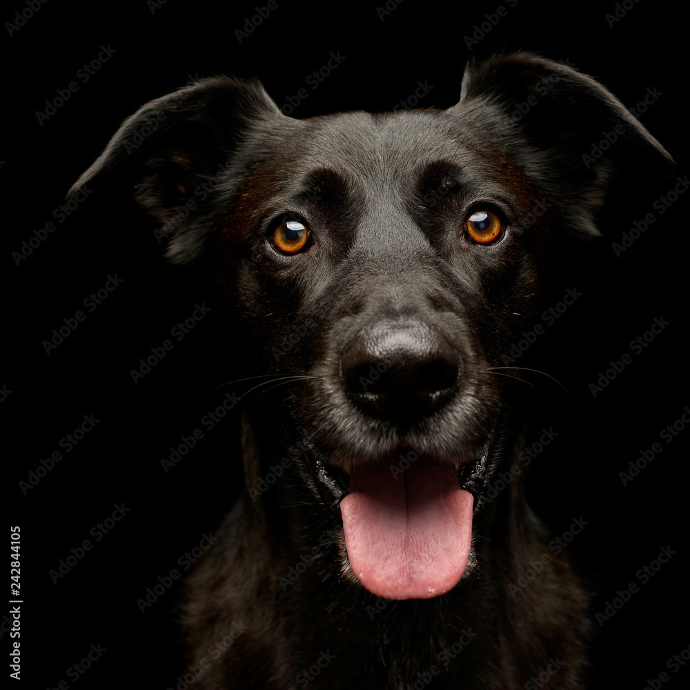 Portrait of an adorable mixed breed dog Portrait of an adorable mixed breed dog