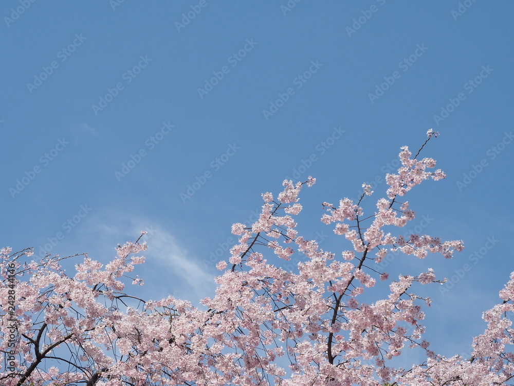 桜と春空