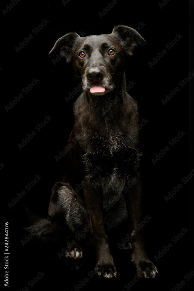 Studio shot of an adorable mixed breed dog Studio shot of an adorable mixed breed dog