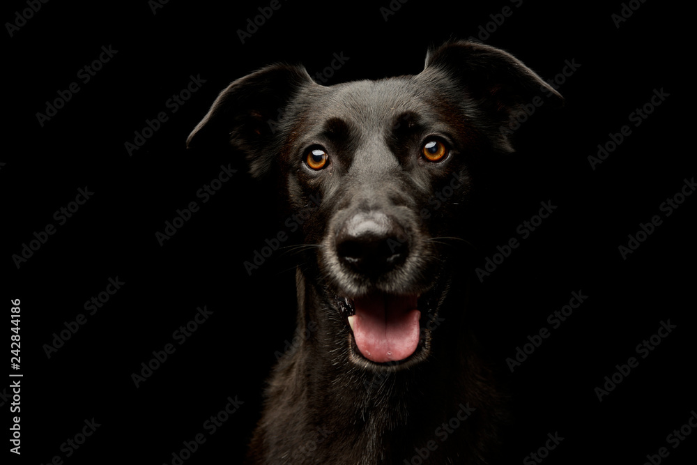 Portrait of an adorable mixed breed dog