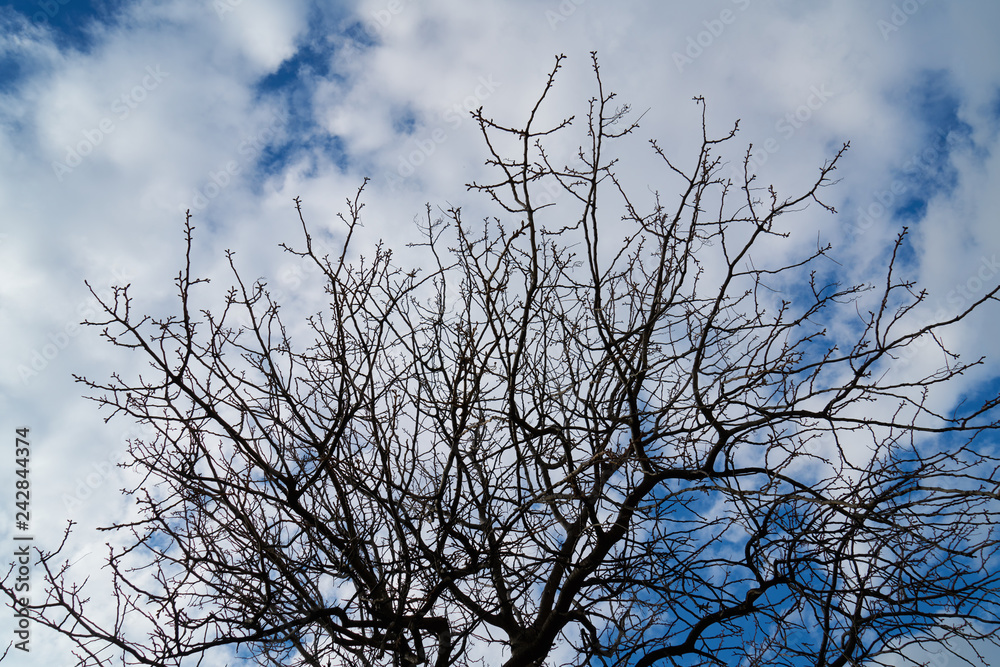 Boughs and sky background