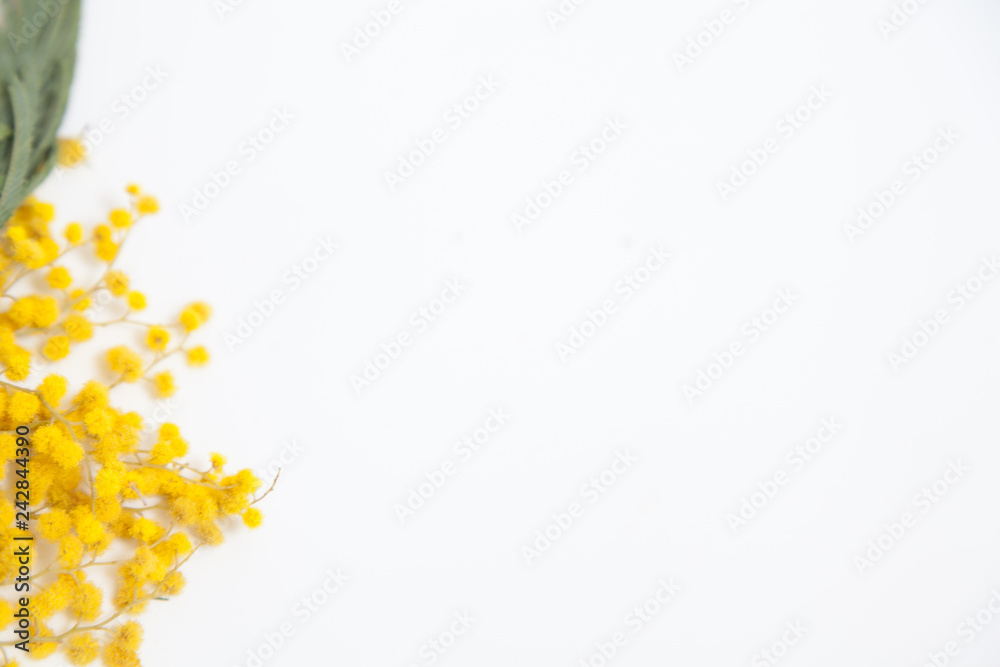 Yellow mimosa branch on white background Yellow mimosa branch on white background