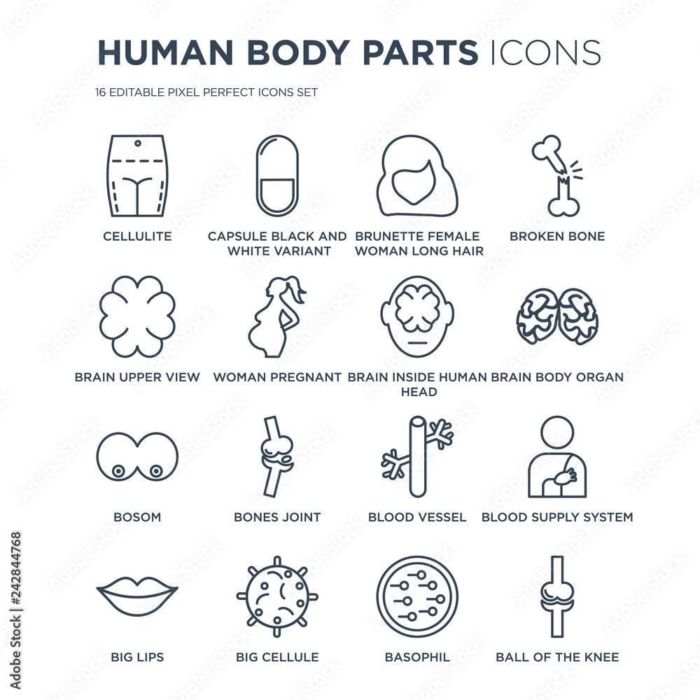 16 linear Human Body Parts icons such as Cellulite, Capsule black and white variant, Big Cellule, Lips modern with thin stroke, vector illustration, eps10, trendy line icon set.