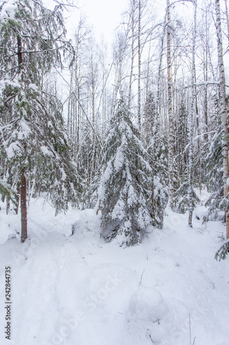 path in the winter forest of Karelia 