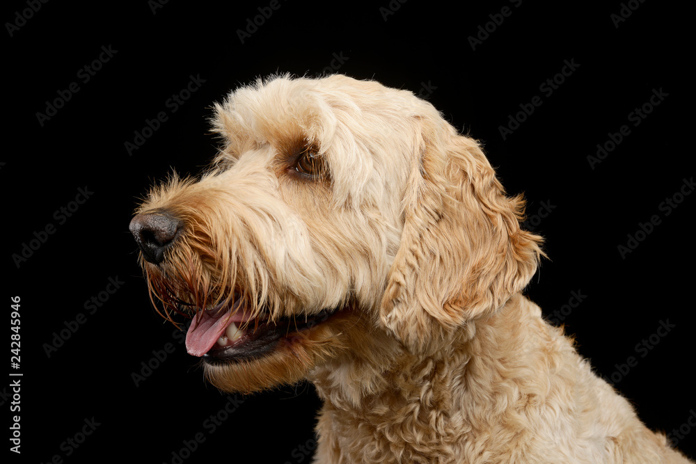 Portrait of an adorable Lagotto dog