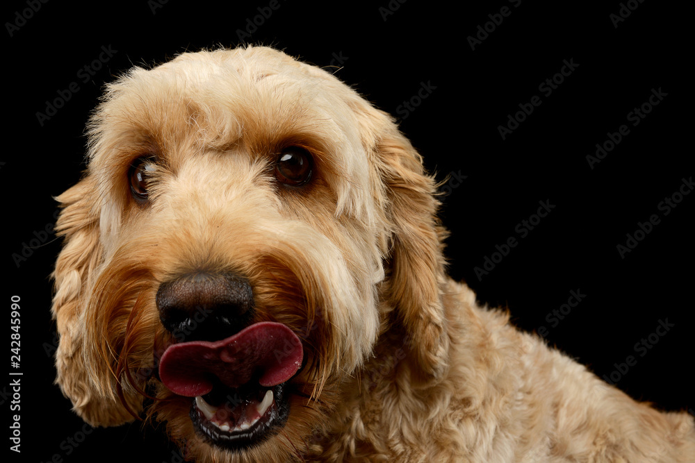 An adorable Lagotto dog licking his lips