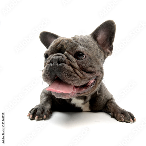 Wide angle shot of an adorable French bulldog
