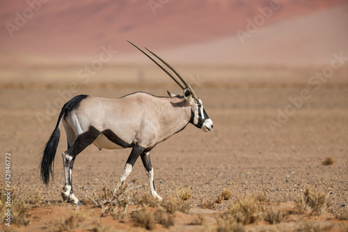 South African Oryx - Oryx gazella gazella, beautiful iconic antelope from Namib desert, Namibia.