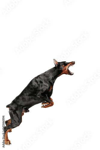 Doberman dog Isolated on white background in studio. The domestic pet concept