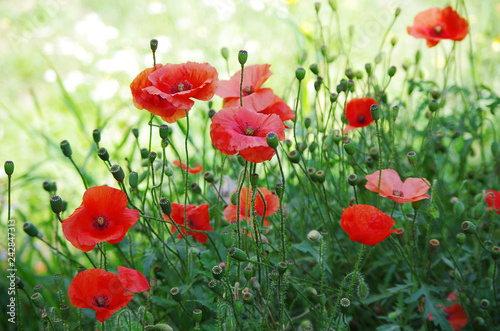  Red poppies on a natural background