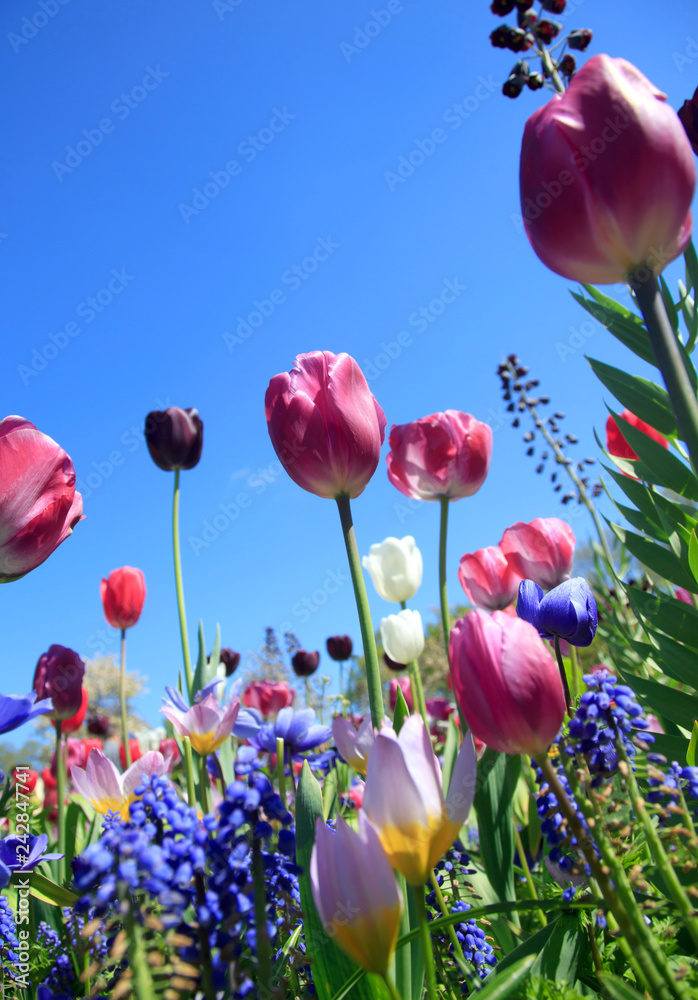 Naklejka premium Blumenwiese im Frühling