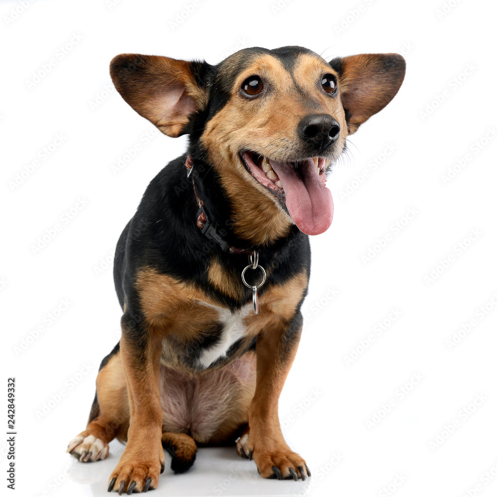 Studio shot of an adorable mixed breed dog