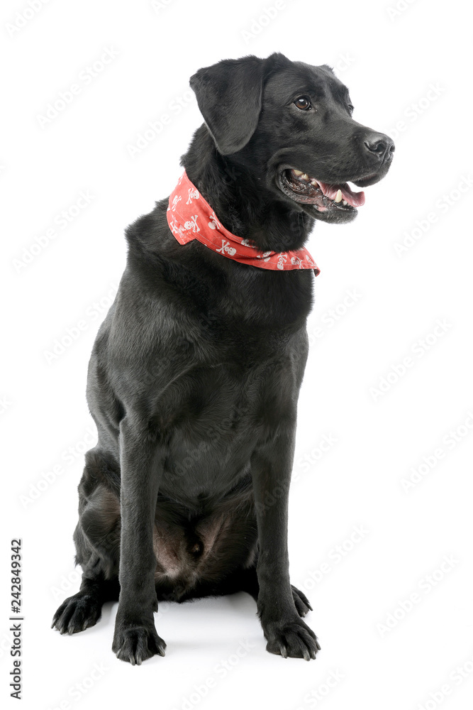 Studio shot of an adorable mixed breed dog Studio shot of an adorable mixed breed dog