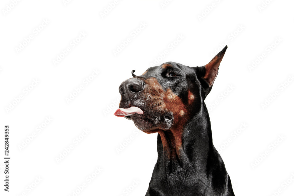 Doberman dog Isolated on white background in studio. The domestic pet concept