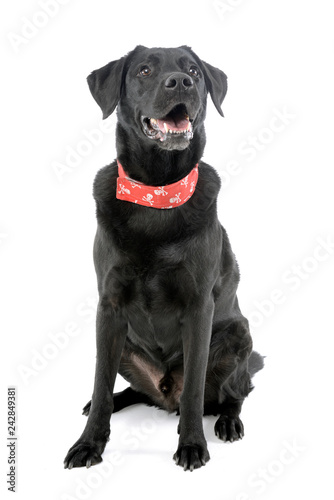 Studio shot of an adorable mixed breed dog