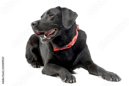 Studio shot of an adorable mixed breed dog