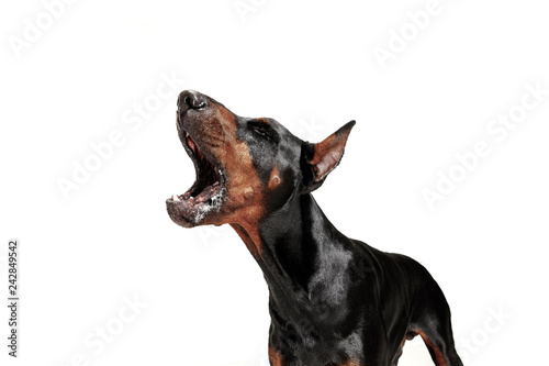 Obraz na płótnie Doberman dog Isolated on white background in studio