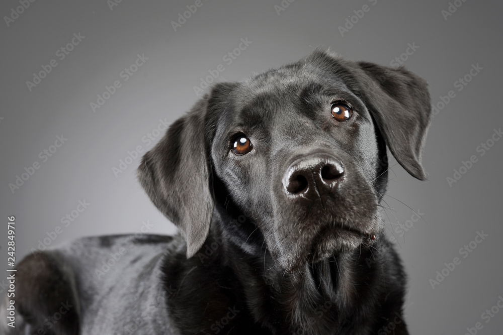 Portrait of an adorable mixed breed dog