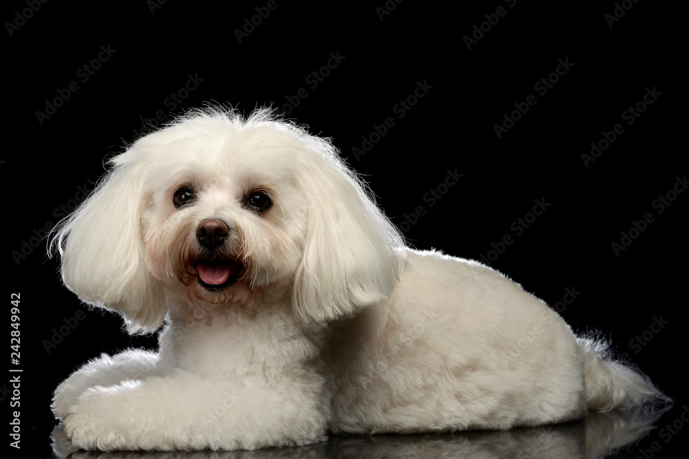 Studio shot of a cute Bolognese dog