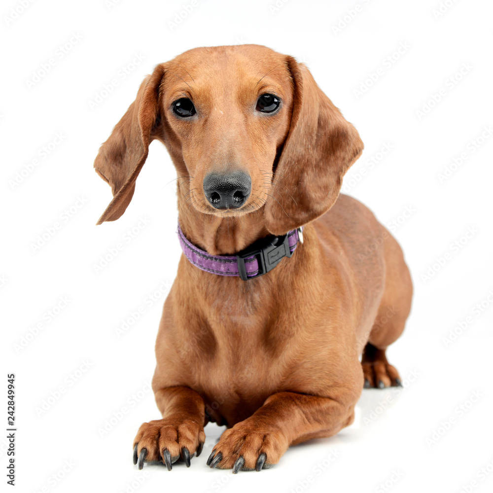 Studio shot of an adorable short haired Dachshund