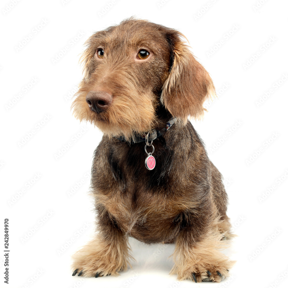 Studio shot of an adorable wire haired Dachshund