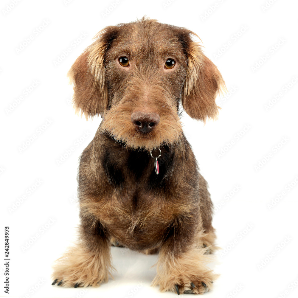 Studio shot of an adorable wire haired Dachshund