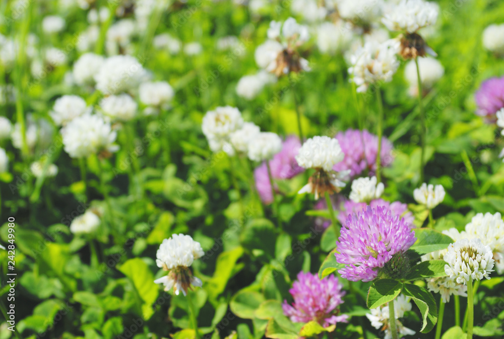 草花 春 素材 草花 春 素材