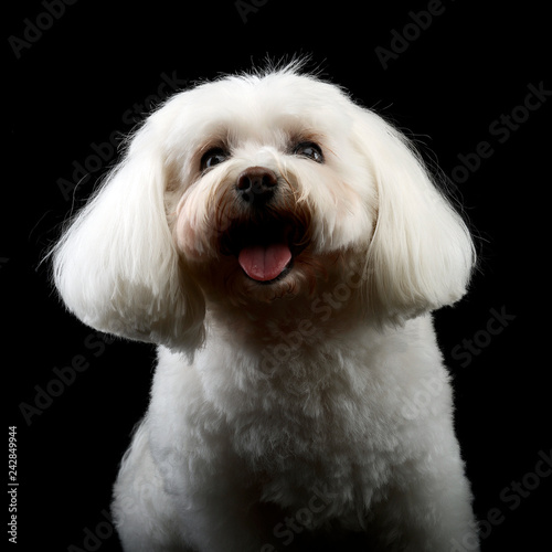 Portrait of a cute Bolognese dog