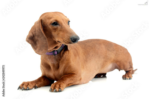 Studio shot of an adorable short haired Dachshund