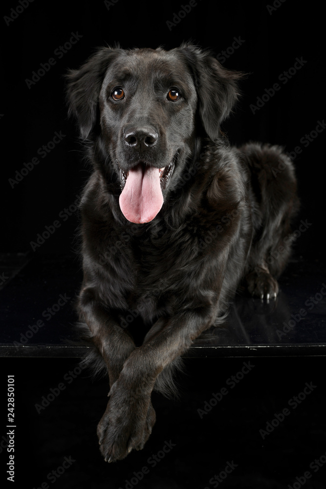 Studio shot of an adorable mixed breed dog Studio shot of an adorable mixed breed dog