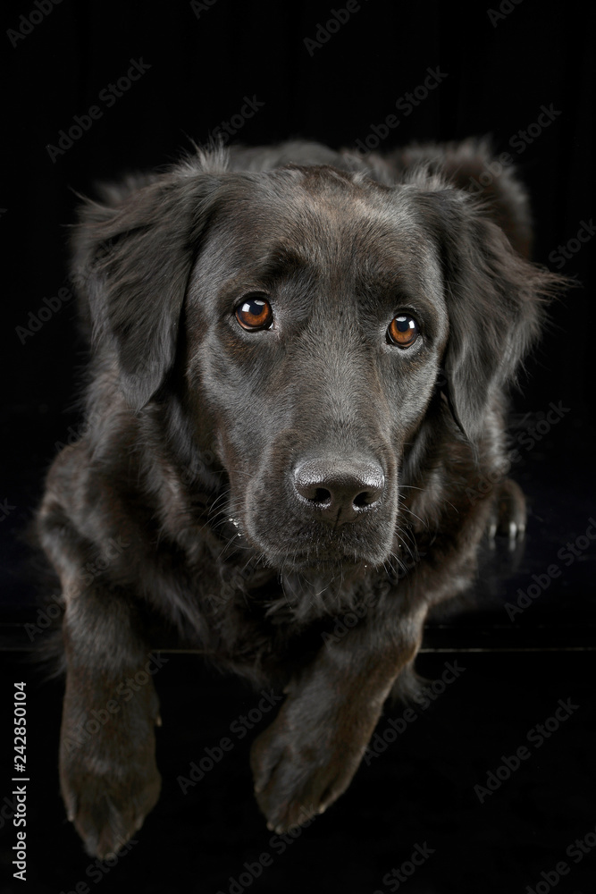 Studio shot of an adorable mixed breed dog Studio shot of an adorable mixed breed dog