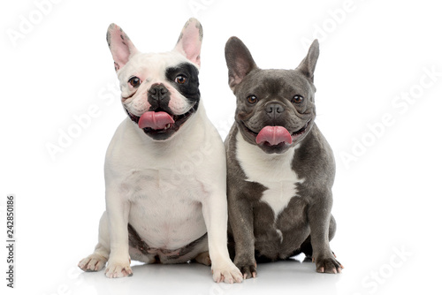 Studio shot of two adorable French bulldog photo