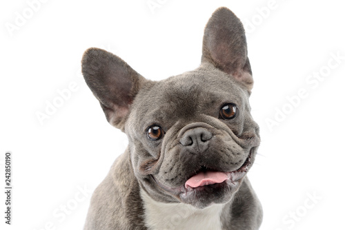 Portrait of an adorable French bulldog © kisscsanad