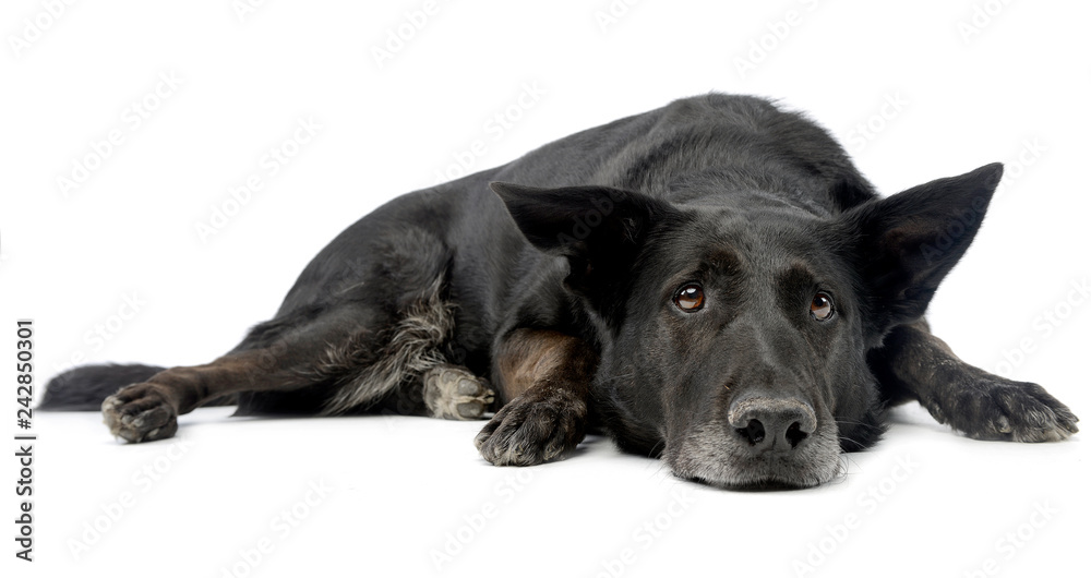 Studio shot of an adorable mixed breed dog Studio shot of an adorable mixed breed dog