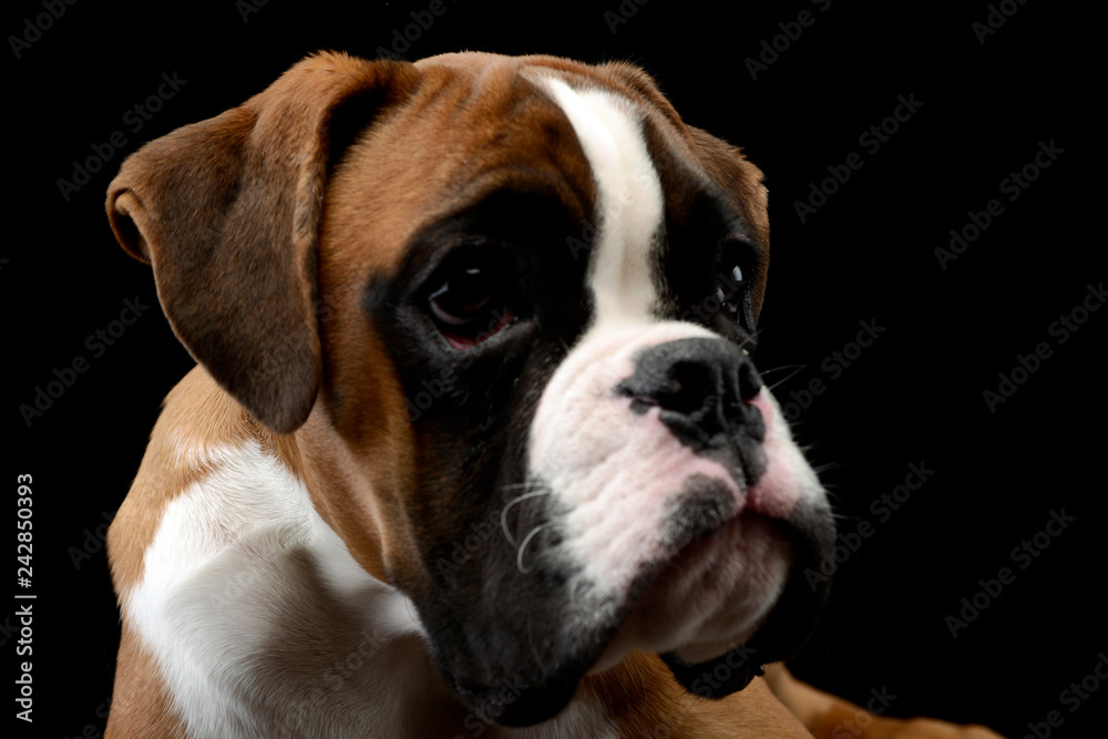 Fototapeta premium Portrait of an adorable Boxer dog