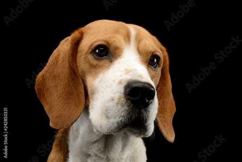 Portrait of an adorable Beagle