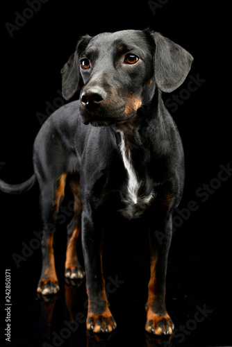 Portrait of an adorable mixed breed dog © kisscsanad