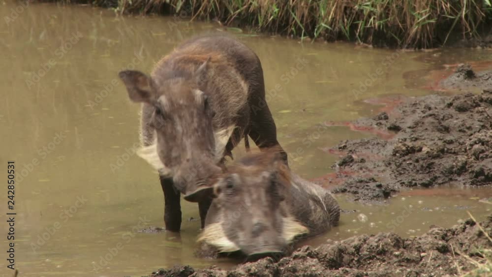 A male warthog nudges a female to wake up from a mudhole.mov A male warthog nudges a female to wake up from a mudhole.mov