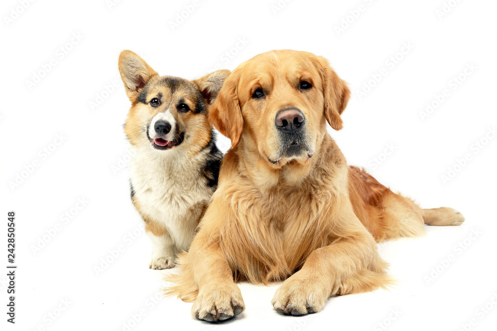 Studio shot of an adorable Corgie and a Golden retriever