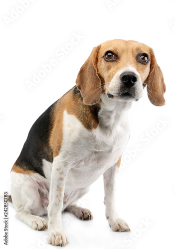 Studio shot of an adorable Beagle