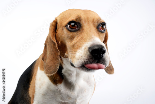 Portrait of an adorable Beagle