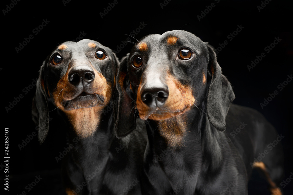 Portrait of two adorable short haired Dachshund