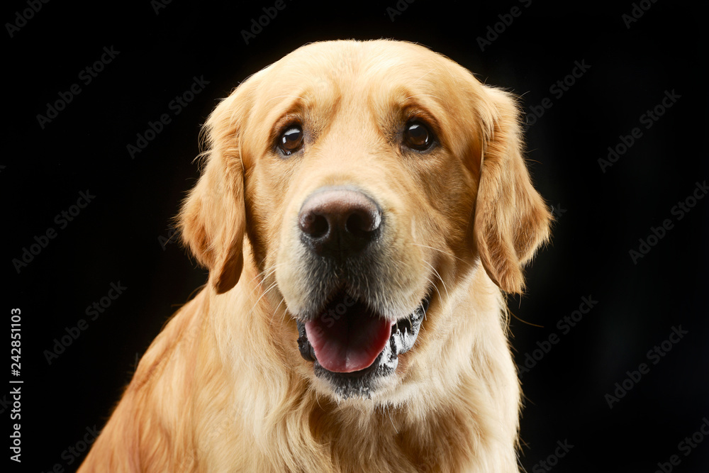 Portrait of an adorable Golden retriever