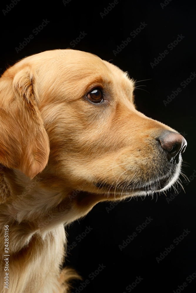 Portrait of an adorable Golden retriever