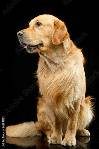 Studio shot of an adorable Golden retriever